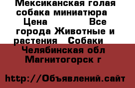 Мексиканская голая собака миниатюра › Цена ­ 53 000 - Все города Животные и растения » Собаки   . Челябинская обл.,Магнитогорск г.